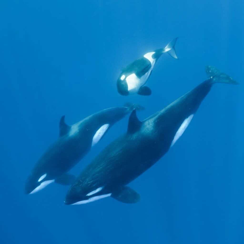 drei Orca Wale unter Wasser