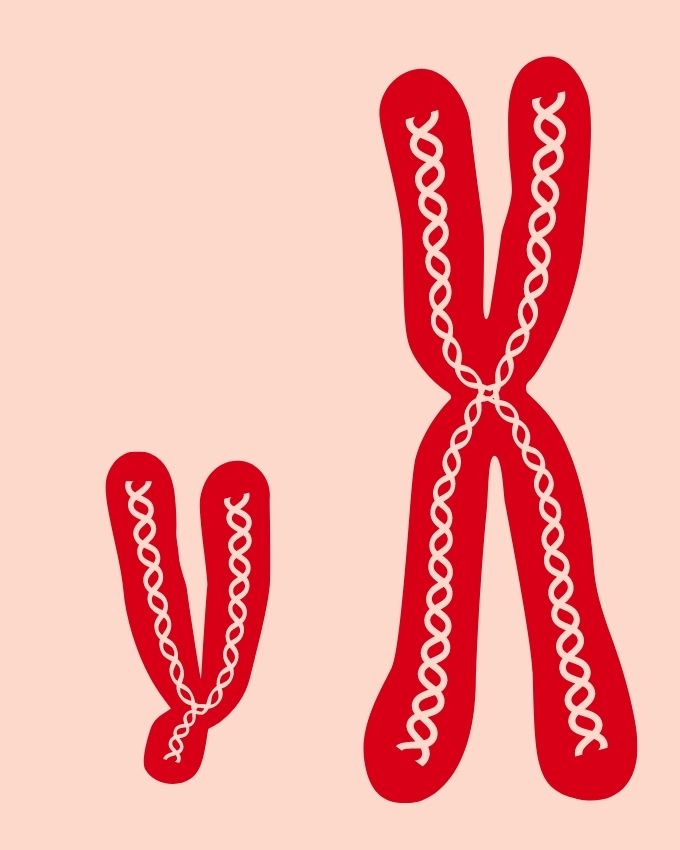 Grafik eines x und eines Y Chromosoms in Rot auf einem rosa Hintergrund.