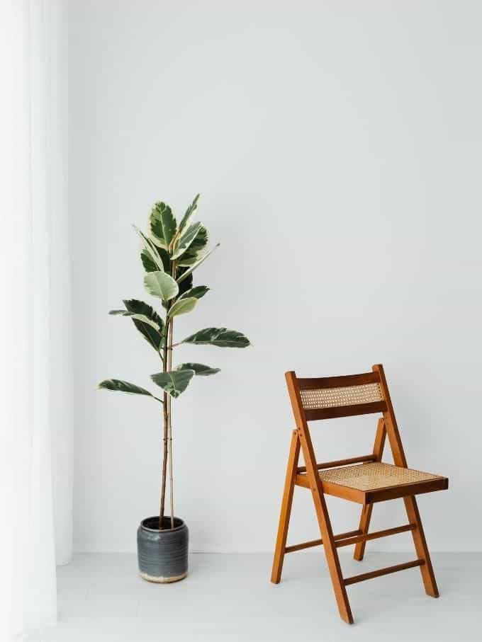 Eine Pflanze und Stuhl