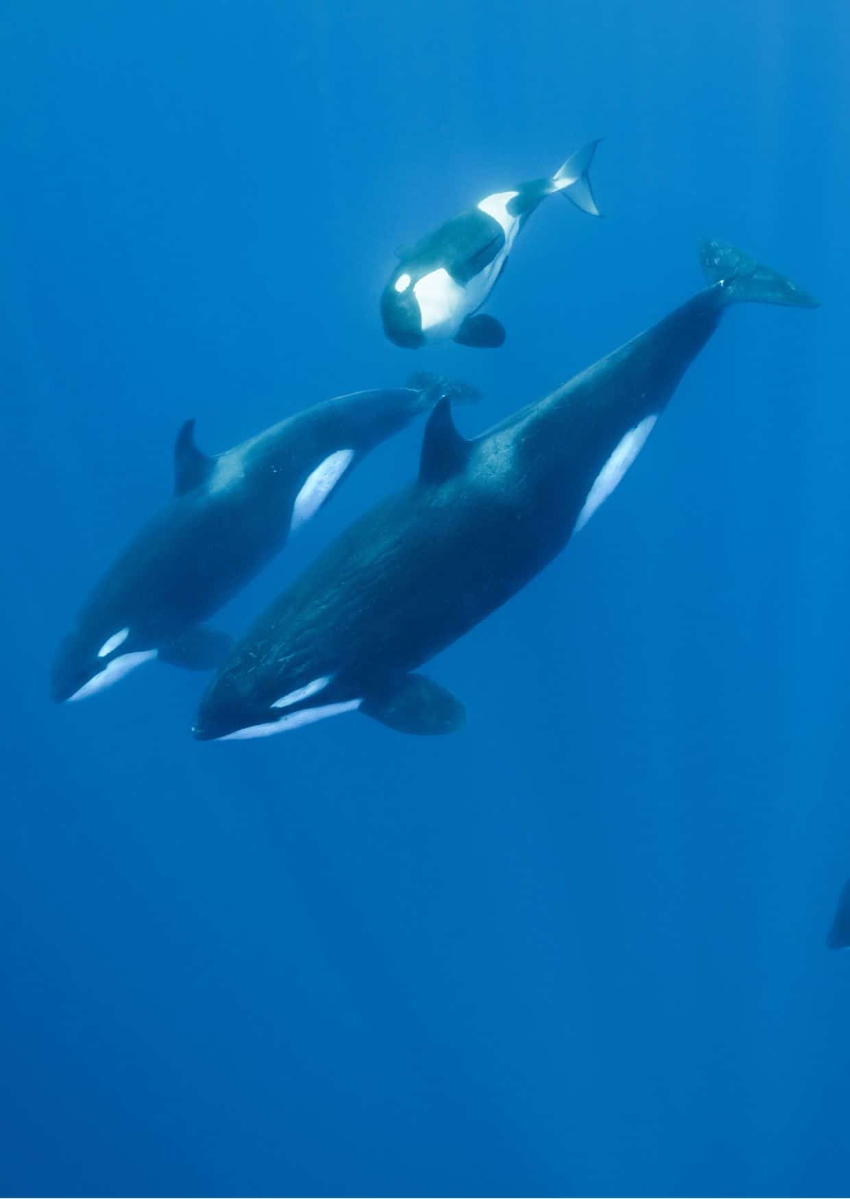 Orca whales under water