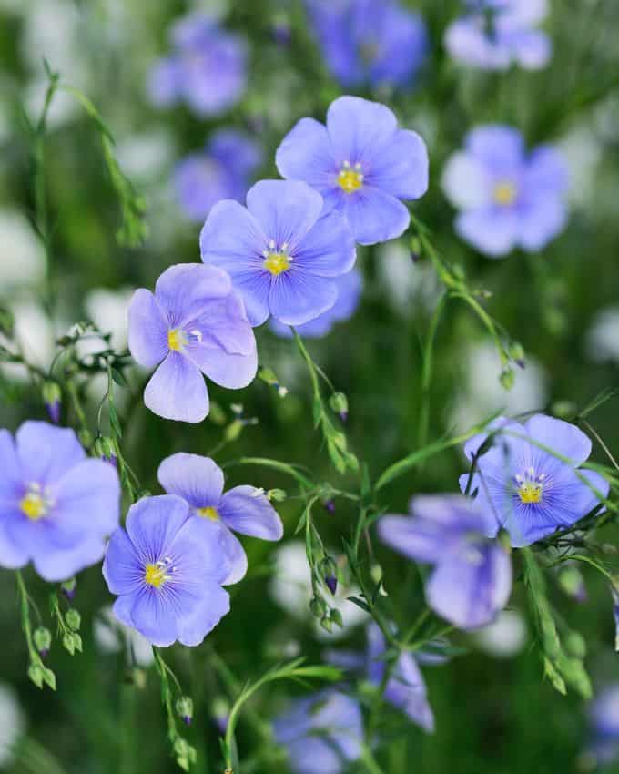 Gemeiner Lein blüht mit blauer Blüte