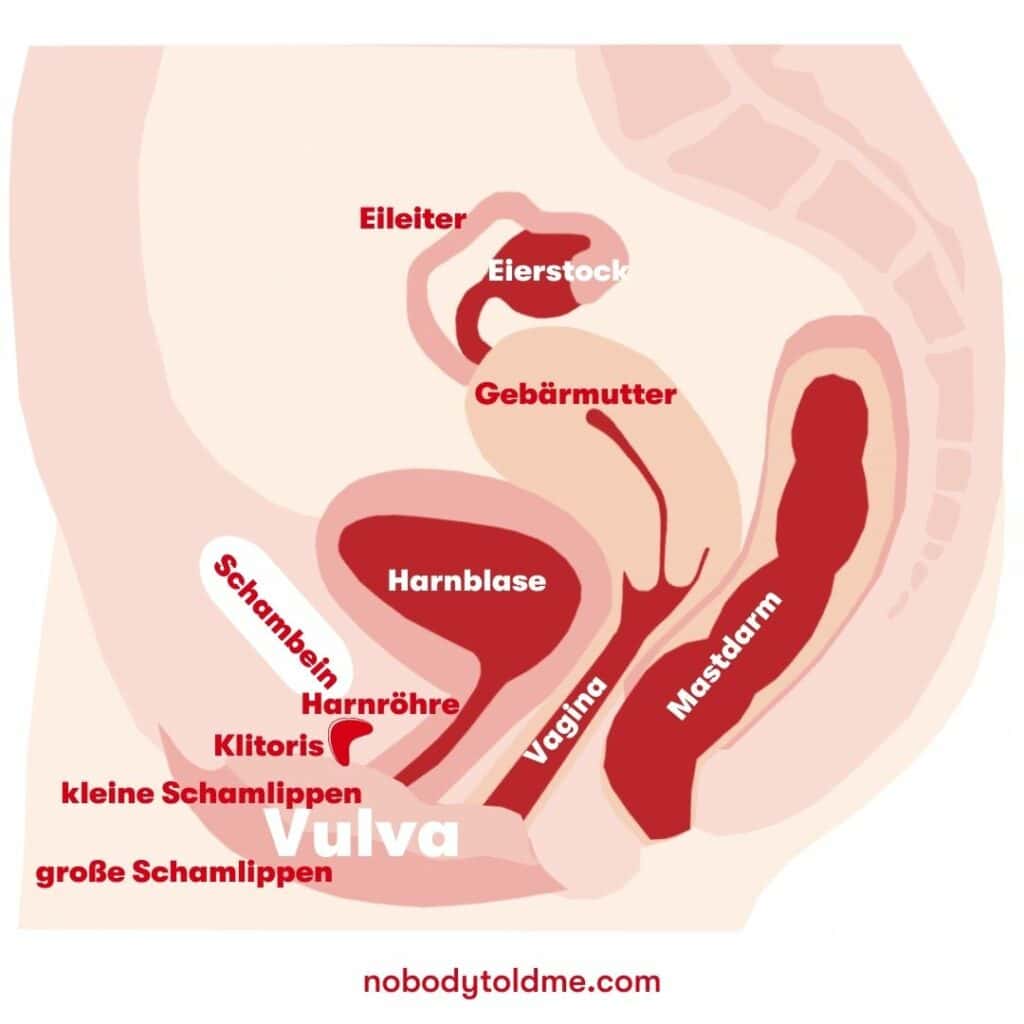 der weibliche Unterleib mit Scham in den Begriffen