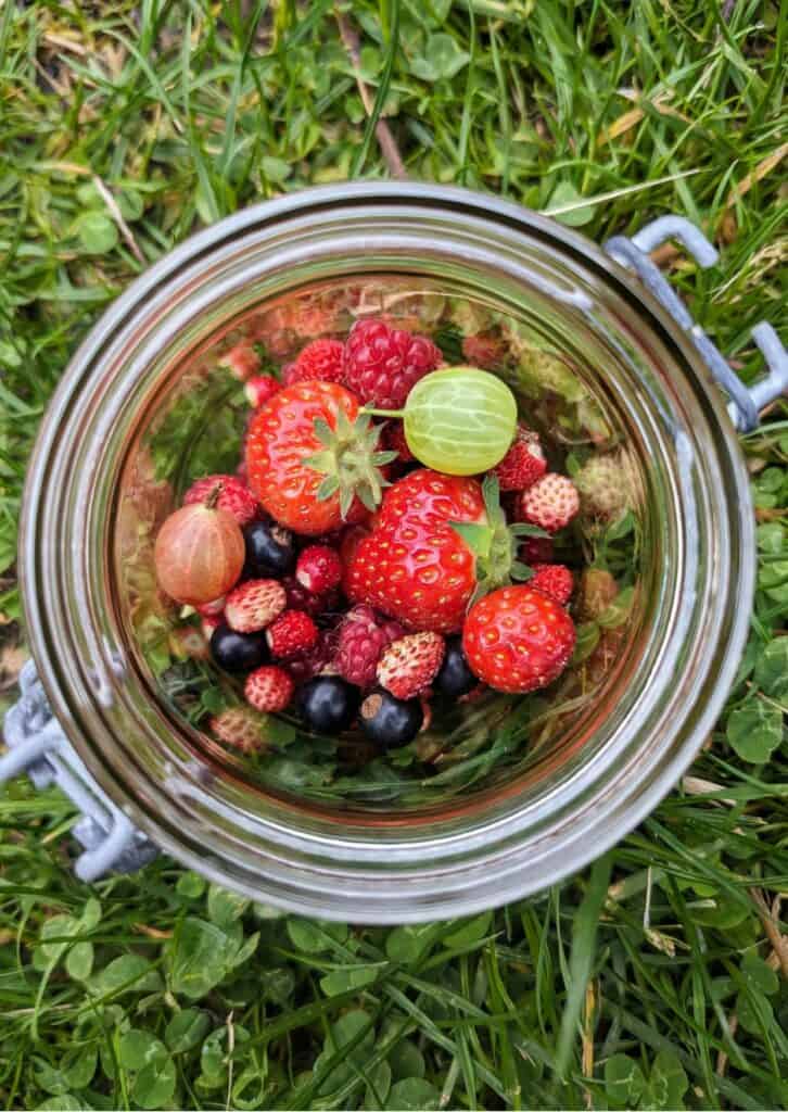 Eine Nahaufnahme eines Glases mit verschiedenen Beeren, darunter Erdbeeren, Himbeeren, Johannisbeeren und Stachelbeeren, auf einer Wiese.