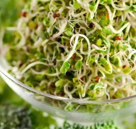 Broccoli sprouts in a jar