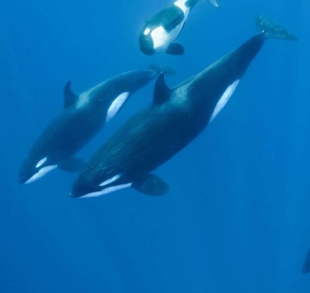 Orca Wale unter Wasser