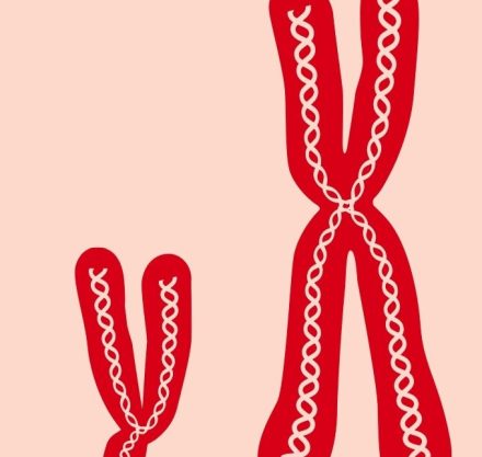 Grafik eines x und eines Y Chromosoms in Rot auf einem rosa Hintergrund.