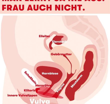 Illustration weiblicher Anatomie mit beschrifteten Organen wie Vulva, Klitoris, Vagina