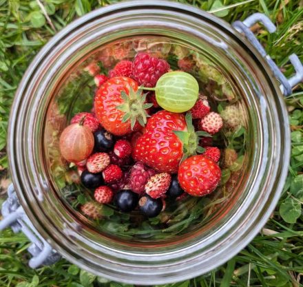 Eine Nahaufnahme eines Glases mit verschiedenen Beeren, darunter Erdbeeren, Himbeeren, Johannisbeeren und Stachelbeeren, auf einer Wiese.